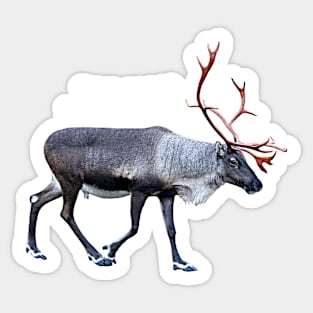 Rudolph the red-nosed Sticker